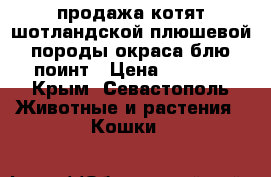продажа котят шотландской плюшевой породы окраса блю-поинт › Цена ­ 7 000 - Крым, Севастополь Животные и растения » Кошки   